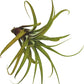 Air Plants - Tillandsia Capitata (Peach), Large 5-7” - 5 ct - Live Arrival Guaranteed - House Plants for Home Decor & Gift