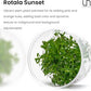 Ultum Nature Systems Live Tissue Culture - Rotala 'Sunset' (Rotala ramosior) - Moderate - High Light - Orange-Red Accent - Midground to Background - 100% Snail Free Grown in-Vitro - Regular Cup