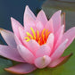Live Hardy Water Lily Tubers Rhizomes Bulb Seed Nymphaea Aquatic Pond Plants Water Gardens Pre-Grown Flower in White Pink Red Yellow Orange Blue Purple (1, Pink Hardy Pond Lily)
