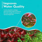 Live Aquarium Ludwigia Repens Plants - Great Background for Fish Long Lasting & Easy to Maintain Suitable Summer Winter Natural Oxygenator Pot ,Light/Medium Green; Striking Dark Red