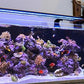 CURRENT USA 72" Inch Orbit Marine IC LOOP LED Saltwater Reef Marine Aquarium Light with Bluetooth App Control | Wireless Lighting & eFlux Wave Pump Control for Fish Tank (4208)
