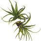 Air Plants - Tillandsia Capitata (Peach), Large 5-7” - 2 ct - Live Arrival Guaranteed - House Plants for Home Decor & Gift