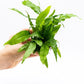 Java Fern Live Aquarium Plants – Windelov, Narrow Leaf & More– Easy Aquascaping Plants for Freshwater Tanks, Low Light, No CO₂ (Java Fern 'Microsorum Pteropus' on Nutripad)