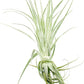 Live Air Plant - Tillandsia Gardneri 5-7” - 5ct - ragnaroc Rare Collectors Indoor Tropical Plant - Live Arrival Guaranteed - House Plants for Home Decor & Gift