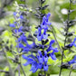 Black and Blue Salvia Guaranitica – Live Perennial Plant 3" Pot – Hummingbirds
