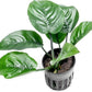 Anubias Live Aquarium Plants - Potted Freshwater Plant for Fish Tanks, Terrariums - Beginner Friendly Low Light (Barteri Butterfly, 3 Pots)