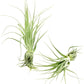 Live Air Plant - Tillandsia Gardneri 5-7” - ragnaroc Rare Collectors Indoor Tropical Plant - Live Arrival Guaranteed - House Plants for Home Decor & Gift