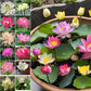 10 Sacred Lotus Seeds for Planting in Water Mixed Flower Color Pink Red White Yellow Multicolor Aquatic Nelumbo nucifera Bonsai Bowl Lotus Seed Ponds Water Feature Gardens Water Lily (10, Lotus Seed)