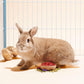 Niteangel Goji Berries Rabbits Snack Treats: 12pcs Natural Chew Toys for Bunny Chinchilla Guinea Pigs and Other Small Animals