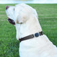 Dogline Biothane Waterproof Dog Collar with Herm Sprenger Stainless Steel Quick Release Buckle – Heavy Duty Tactical Durable Collar for Dogs – Comfortable and Safe Pet Collar, W 1" L 15-25", Black