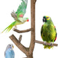 Bird Perch Stand, Natural Vitex Negundo Wood Parrot Perch Bird Cage Branch Perch, Accessories for Parakeets, Cockatiels, Conures, Macaws, Finches, LoveBirds (12" Length)