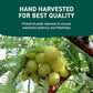 HANDPICK Organic Amla Powder (14oz) Amalaki, USDA Organic, Non-GMO | 100% Raw and Natural - Lab Tested for Purity | Indian Gooseberry Powder | Resealable Zip Lock Pouch