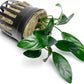 Anubias Live Aquarium Plants - Potted Freshwater Plant for Fish Tanks, Terrariums - Beginner Friendly Low Light (Congensis Mini, 1 Pot)