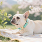 Didog Soft Padded Dog Collar for Large Dogs, Colorful and Durable Pet Collar with Quick Release Buckle, Light and Breathable for Daily Walking, Green, L