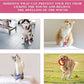 Vet Wrap Self Adhering Bandage Wrap Cohesive Bandage Multi-Function Wrap Tape for Dogs Cats Horses Birds Animals Non-Woven Strong Sports Tape for Wrist Healing Ankle Sprain & Swelling 6 Rolls