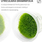 UNS Snail Free TC Utricularia Graminifolia (UG) - Medium to High Light, Bright Green Accent Aquatic Carnivorous Carpeting Plant, Foreground Placement - Tissue Culture, 1 Pack