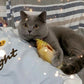 19-Piece Cat Toy Variety Pack for Kittens and Indoor Cats (1.5'' - 8.3'', Cat Toys Pro Collection)