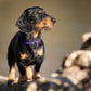 Fida Heavy Duty Dog Collar, Ultra Comfortable Soft Neoprene Padded, Adjustable Reflective Nylon Pet Collar with Durable Metal Belt Buckle for Small Breeds (S, Purple)