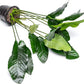 Anubias Live Aquarium Plants - Potted Freshwater Plant for Fish Tanks, Terrariums - Beginner Friendly Low Light (Barteri, Mother Plant)