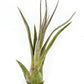 Live Air Plant – Tillandsia Capiput, Jumbo 6-9” - 1ct - Live Arrival Guaranteed - House Plants for Home Decor & Gift