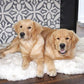 PupRug Orthopedic Dog Bed for Large Dogs with Fluffy Soft Faux Fur and Memory Foam for Joint Pain Relief, Machine Washable and Waterproof Couch Bed, White, Extra Large