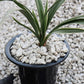 TOYPOPOR Horticultural Bonsai Pumice Succulent Cactus Plants Garden Turface Pumice Gravel Rock Tree Soil Additive Faster Draining Blend, Optimal Drainage, Improves Soil Aeration and Promotes Root 6lbs