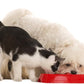 Nursing Supplement and Vitamins for Nursing Dogs and Cats - Nursing, Lactation and Recovery Supplement for Breeders - Muscle & Mental Development for Puppies and Kittens - 200g