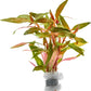 Live Plants - Alternanthera reineckii ‘Mini’ - Bright Red to Pink Foreground Stem Plant for High Light, CO₂ Aquascaping, Compact Growth Red, Pink, Purple Accent - Lead Bunch