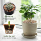2 lb Natural Pea Gravel Small Pebbles - 3/8 Inch Pebbles for Indoor Plants, Succulents Rocks, Fish Tank Gravel, Terrarium Rocks and Patio Paver Decorative Stones