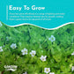 Live Aquarium Moneywort Bacopa (Monnieri) Plants - Long Lasting & Easy to Maintain - Removing Excess Nitrates - Promote High Water Quality - Stunning Appearance - Potted