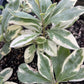 Variegated Jewels of Opar (Talinum paniculatum)