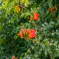African Tulip Tree, Jamaican Donkey Pee Pee  (Spathodea campanulata)