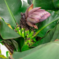 Banana 'Dwarf Cavendish' (Musa acuminata)