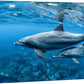 wall26 Canvas Print Wall Art Tropical Ocean Sea Underwater Dolphin Duo Nature Animals Photography Realism Rustic Scenic Landscape Wilderness Earth Colorful for Living Room, Bedroom, Office - 16"x24"