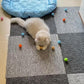 19-Piece Cat Toy Variety Pack for Kittens and Indoor Cats (1.5'' - 8.3'', Cat Toys Pro Collection)