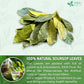 FreshDrinkUS, Premium 275+ Soursop Graviola Whole Dried Leaves Tea, 275-300 Soursop Graviola Guanabana Whole Leaves, Wildcrafted, Hoja Guanabana Loose Leaf Herbal Tea, No Gluten, Vegan