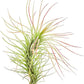 Air Plants - Tillandsia Funckiana, Large 5" - 5ct - Live Arrival Guaranteed - House Plants for Home Decor & Gift