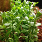 Potted Live Aquarium Plants | Freshwater Aquatic Plants for Aquariums (Moneywort)