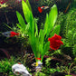 Live Plant - Amazon Sword (Echinodorus Bleheri) - Beginner Friendly, Easy Care, Medium Light, Midground to Background Placement - Freshwater Aquarium Decoration - 1 Bunch (4-5 Plants)