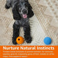 Amazon Basics Dog Toys, Interactive Fetch Rubber Balls, (Pack of 2), 3 inch, Blue, Orange