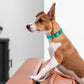Dogline Biothane Waterproof Dog Collar Strong Coated Nylon Webbing with Black Hardware Odor- Proof for Easy Care Easy to Clean High Performance Fits Small Medium or Large Dogs, Teal