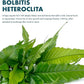 Live Plants - El Niño Fern (Bolbitis heteroclita) - Midground to Background Epiphytic Rhizome for Low to Medium Light Aquascapes - Dark Green, Slow-Growing Accent - Pot