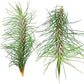 Air Plants - Colombian Tillandsia Funckiana, Large 5" - 2ct - Live Arrival Guaranteed - House Plants for Home Decor & Gift
