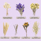 Natural Ear of Grain Flower&Herb Bedding Mate Habitat Decor, Adding Fun Hamster Accessories for Hamsters Gerbils Lemming