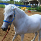 T TEKE Adjustable Horse Halters by Heavy Duty Soft Nylon, Padded with Anti-rubbing Waffle Neoprene on Both Crown & Nose