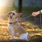 Didog Soft Leather Dog Collar, Durable Heavy Duty Dog Collars with Quick Release Metal Buckle, Adjustable Dog Collar Leather for Medium Small Dogs, Blue, M