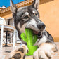 Dog Chew Toys, Toothbrush Stick Teeth Cleaning Brush Dental for Small Medium Large Dog, Rubber Squeaky Toys for Aggressive Chewers Cactus Tough Toys