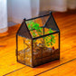 NCYP Small Glass Spider Enclosure with Mesh for Jumping Spiders, Snails, Micro House Shaped Front Opening Plant Terrarium, Home Decor Black, 5.8" x 3.8" x 7" (Terrarium Only)