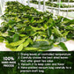 FreshDrinkUS, 240+ Premium Soursop Graviola Dried Leaves Tea, 230-250 Whole Soursop Leaves, Wildcrafted, Graviola , Guanabana , Hoja Guanabana, Loose Leaf Herbal , No Gluten, Vegan