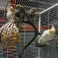 Parrot Perch Stand Bird Cage Stand Pole Natural Wild Grape Stick Grinding Paw Cage Accessories for Parakeet Cockatiels Budgies Conure Lovebirds Platform (S-Shaped)